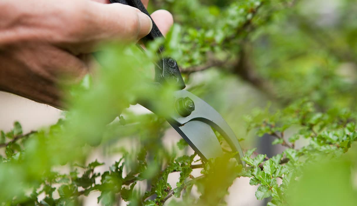 Hand holding scissors to cut plants